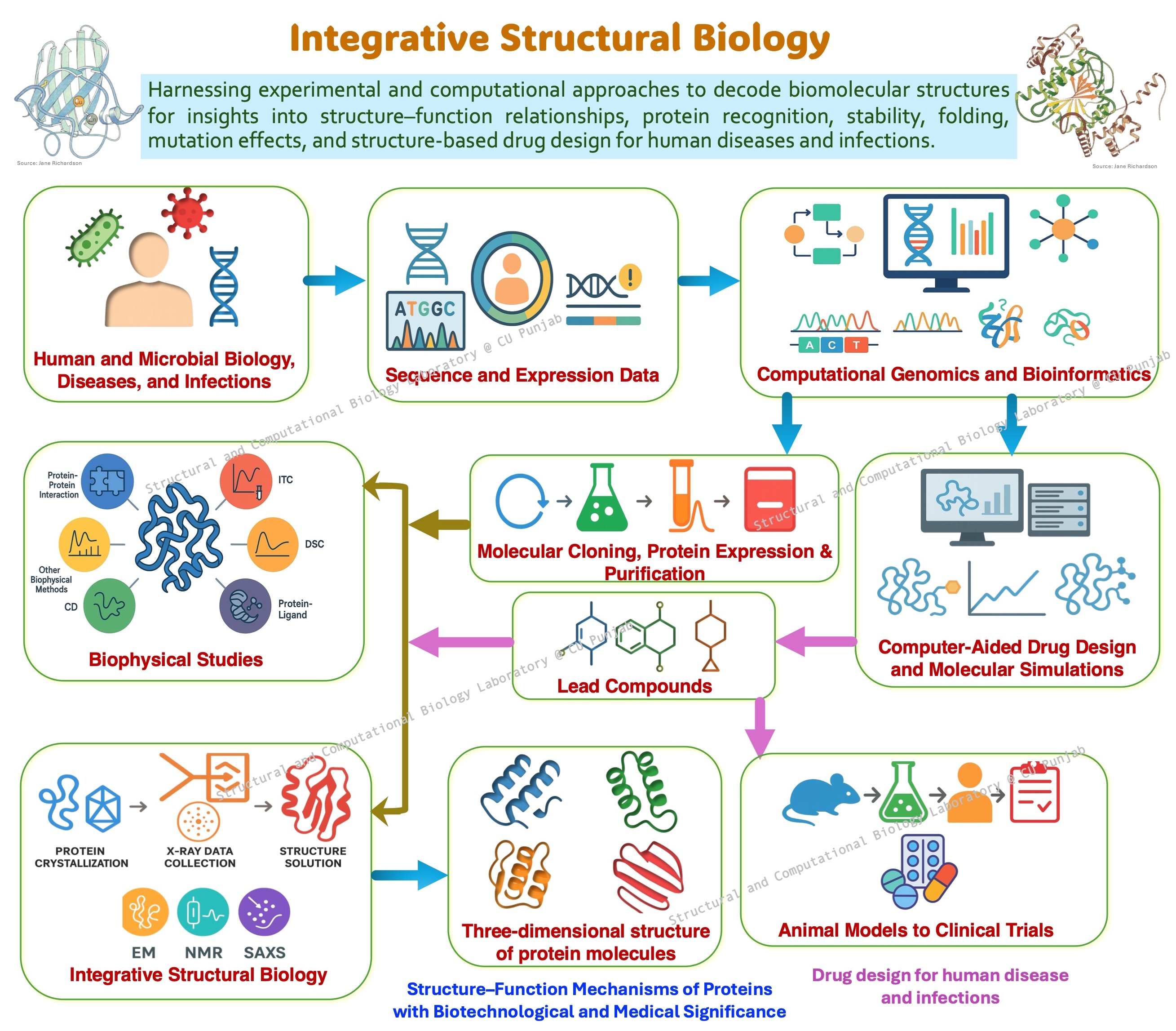 Structural and Computational Biology Laboratory @ CU Punjab